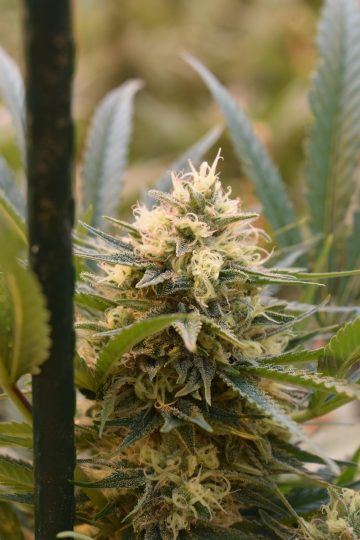 自然纪录片封面，壮阔自然风光场景，麻花影视纪录片推荐